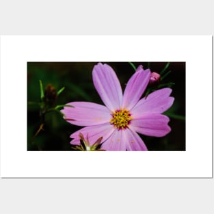 Flower photography Posters and Art